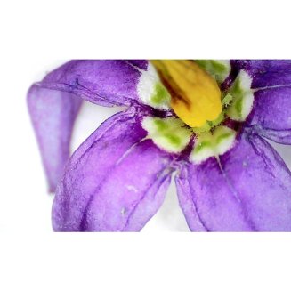 Микроскоп цифровой Levenhuk DTX 720 Wi-Fi